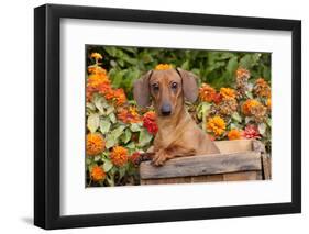 Portrait of Tan Mini Dachshund in Antique Wooden Box by Zinnias, Gurnee, Illinois, USA-Lynn M^ Stone-Framed Photographic Print