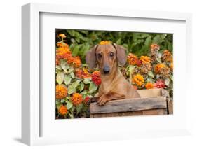 Portrait of Tan Mini Dachshund in Antique Wooden Box by Zinnias, Gurnee, Illinois, USA-Lynn M^ Stone-Framed Photographic Print