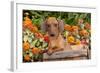 Portrait of Tan Mini Dachshund in Antique Wooden Box by Zinnias, Gurnee, Illinois, USA-Lynn M^ Stone-Framed Photographic Print