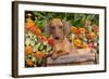 Portrait of Tan Mini Dachshund in Antique Wooden Box by Zinnias, Gurnee, Illinois, USA-Lynn M^ Stone-Framed Photographic Print