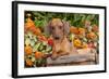 Portrait of Tan Mini Dachshund in Antique Wooden Box by Zinnias, Gurnee, Illinois, USA-Lynn M^ Stone-Framed Photographic Print