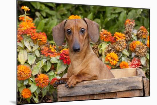 Portrait of Tan Mini Dachshund in Antique Wooden Box by Zinnias, Gurnee, Illinois, USA-Lynn M^ Stone-Mounted Photographic Print