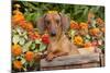 Portrait of Tan Mini Dachshund in Antique Wooden Box by Zinnias, Gurnee, Illinois, USA-Lynn M^ Stone-Mounted Photographic Print