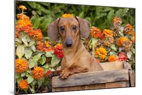 Portrait of Tan Mini Dachshund in Antique Wooden Box by Zinnias, Gurnee, Illinois, USA-Lynn M^ Stone-Mounted Photographic Print