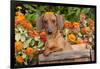 Portrait of Tan Mini Dachshund in Antique Wooden Box by Zinnias, Gurnee, Illinois, USA-Lynn M^ Stone-Framed Photographic Print