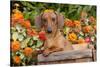 Portrait of Tan Mini Dachshund in Antique Wooden Box by Zinnias, Gurnee, Illinois, USA-Lynn M^ Stone-Stretched Canvas