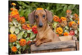 Portrait of Tan Mini Dachshund in Antique Wooden Box by Zinnias, Gurnee, Illinois, USA-Lynn M^ Stone-Stretched Canvas