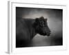 Portrait of the Black Angus-Jai Johnson-Framed Giclee Print