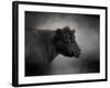 Portrait of the Black Angus-Jai Johnson-Framed Giclee Print