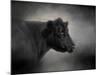 Portrait of the Black Angus-Jai Johnson-Mounted Giclee Print