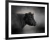 Portrait of the Black Angus-Jai Johnson-Framed Giclee Print