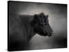 Portrait of the Black Angus-Jai Johnson-Stretched Canvas