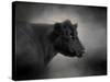 Portrait of the Black Angus-Jai Johnson-Stretched Canvas