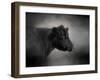 Portrait of the Black Angus-Jai Johnson-Framed Giclee Print