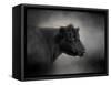 Portrait of the Black Angus-Jai Johnson-Framed Stretched Canvas