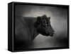 Portrait of the Black Angus-Jai Johnson-Framed Stretched Canvas