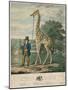 Portrait of the Giraffe, 1827-Abraham Bruiningh van Worrell-Mounted Giclee Print