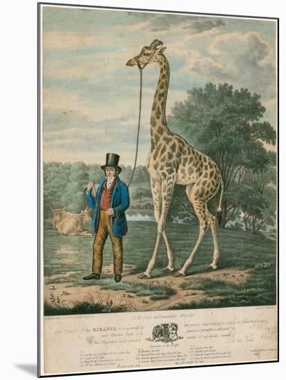 Portrait of the Giraffe, 1827-Abraham Bruiningh van Worrell-Mounted Giclee Print