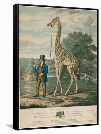 Portrait of the Giraffe, 1827-Abraham Bruiningh van Worrell-Framed Stretched Canvas