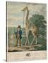 Portrait of the Giraffe, 1827-Abraham Bruiningh van Worrell-Stretched Canvas