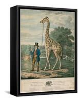Portrait of the Giraffe, 1827-Abraham Bruiningh van Worrell-Framed Stretched Canvas