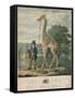Portrait of the Giraffe, 1827-Abraham Bruiningh van Worrell-Framed Stretched Canvas