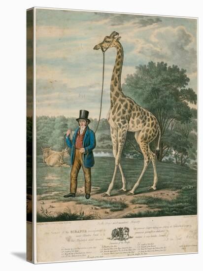Portrait of the Giraffe, 1827-Abraham Bruiningh van Worrell-Stretched Canvas