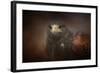 Portrait of the Harris Hawk-Jai Johnson-Framed Giclee Print