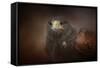 Portrait of the Harris Hawk-Jai Johnson-Framed Stretched Canvas