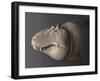 Portrait of the Head of a Lythronax Dinosaur-null-Framed Art Print