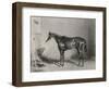 Portrait of the Racehorse Harkaway Who Won the 1838 Goodwood Cup in His Stable-W.b. Scott-Framed Photographic Print