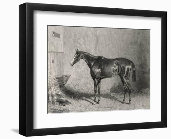 Portrait of the Racehorse Harkaway Who Won the 1838 Goodwood Cup in His Stable-W.b. Scott-Framed Photographic Print