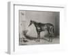 Portrait of the Racehorse Harkaway Who Won the 1838 Goodwood Cup in His Stable-W.b. Scott-Framed Photographic Print