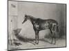 Portrait of the Racehorse Harkaway Who Won the 1838 Goodwood Cup in His Stable-W.b. Scott-Mounted Photographic Print