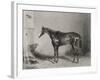 Portrait of the Racehorse Harkaway Who Won the 1838 Goodwood Cup in His Stable-W.b. Scott-Framed Photographic Print