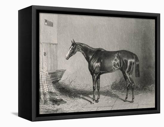 Portrait of the Racehorse Harkaway Who Won the 1838 Goodwood Cup in His Stable-W.b. Scott-Framed Stretched Canvas