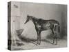 Portrait of the Racehorse Harkaway Who Won the 1838 Goodwood Cup in His Stable-W.b. Scott-Stretched Canvas