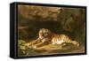 Portrait of the Royal Tiger, C.1770-George Stubbs-Framed Stretched Canvas