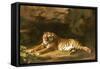 Portrait of the Royal Tiger, circa 1770-George Stubbs-Framed Stretched Canvas