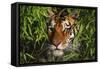 Portrait of Tiger (Panthera Tigris) in Bamboo (Captive) Endangered Species-Lynn M^ Stone-Framed Stretched Canvas