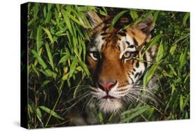 Portrait of Tiger (Panthera Tigris) in Bamboo (Captive) Endangered Species-Lynn M^ Stone-Stretched Canvas