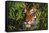 Portrait of Tiger (Panthera Tigris) in Bamboo (Captive) Endangered Species-Lynn M^ Stone-Framed Stretched Canvas