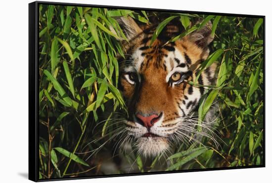 Portrait of Tiger (Panthera Tigris) in Bamboo (Captive) Endangered Species-Lynn M^ Stone-Framed Stretched Canvas