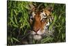 Portrait of Tiger (Panthera Tigris) in Bamboo (Captive) Endangered Species-Lynn M^ Stone-Stretched Canvas
