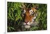 Portrait of Tiger (Panthera Tigris) in Bamboo (Captive) Endangered Species-Lynn M^ Stone-Framed Photographic Print