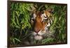 Portrait of Tiger (Panthera Tigris) in Bamboo (Captive) Endangered Species-Lynn M^ Stone-Framed Photographic Print