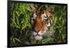 Portrait of Tiger (Panthera Tigris) in Bamboo (Captive) Endangered Species-Lynn M^ Stone-Framed Photographic Print