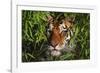 Portrait of Tiger (Panthera Tigris) in Bamboo (Captive) Endangered Species-Lynn M^ Stone-Framed Photographic Print