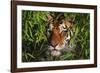 Portrait of Tiger (Panthera Tigris) in Bamboo (Captive) Endangered Species-Lynn M^ Stone-Framed Photographic Print