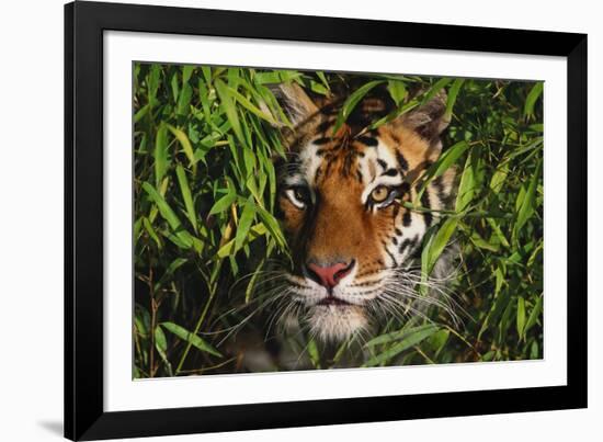 Portrait of Tiger (Panthera Tigris) in Bamboo (Captive) Endangered Species-Lynn M^ Stone-Framed Photographic Print